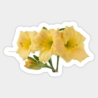 Hemerocallis  Daylily Sticker